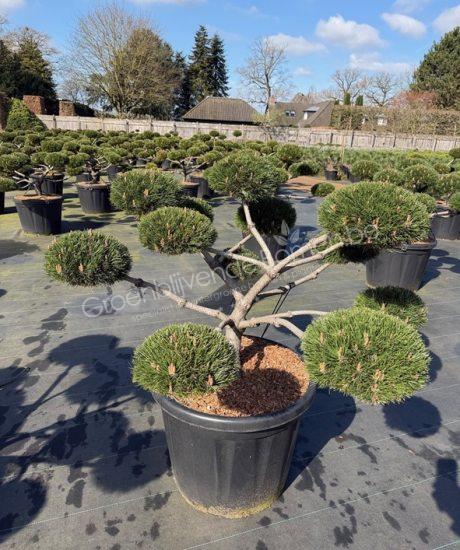 Pinus nigra 'Brepo' bonsai kopen