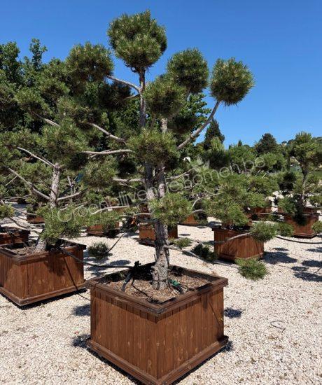 Pinus nigra bonsai kopen