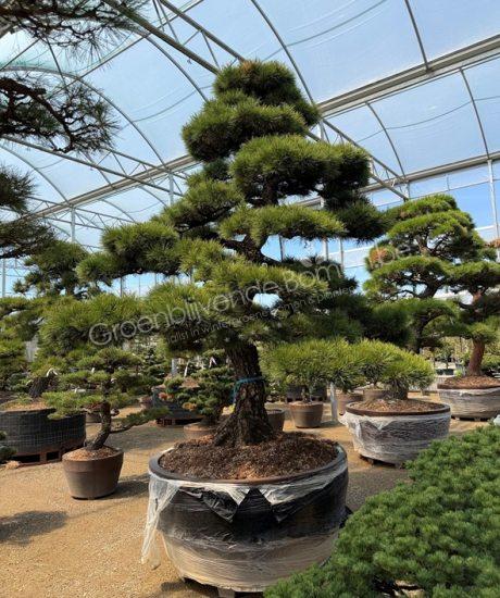 Pinus parviflora Japanse bonsai kopen