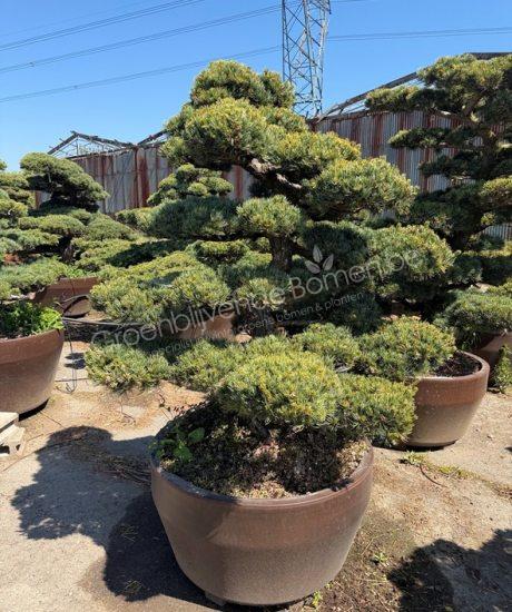 Pinus pentaphylla Japanse Bonsai kopen