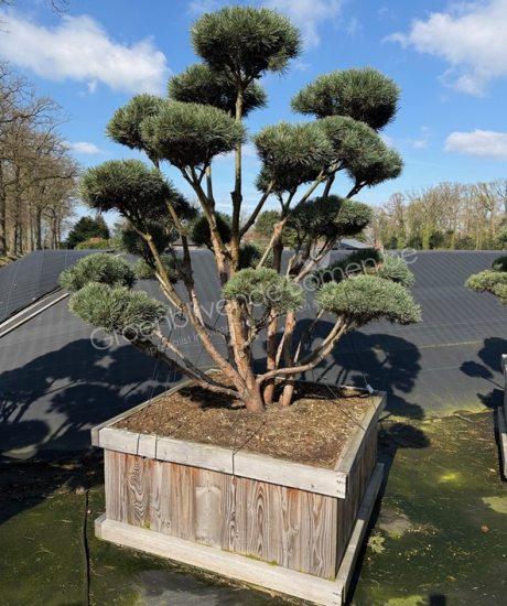 Pinus sylvestris 'Watereri' bonsai kopen