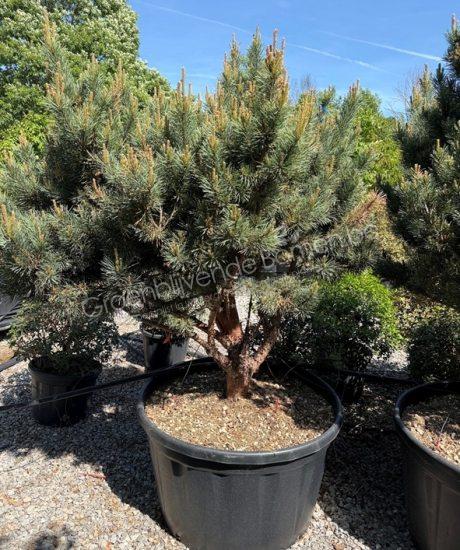 Pinus sylvestris 'Watereri' meerstammig kopen
