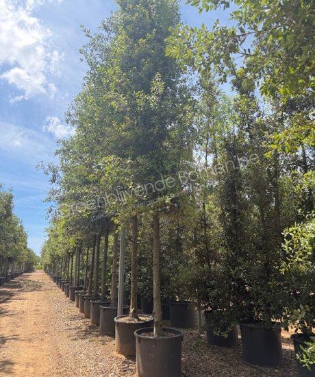 Quercus Ilex cilinderkroon Steeneik