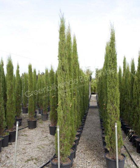 Cupressus sempervirens kopen