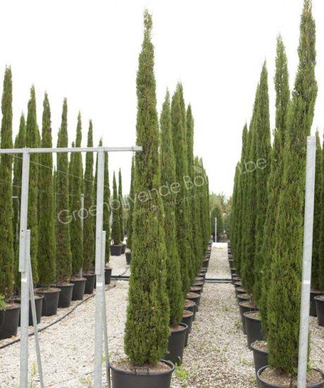 Cupressus sempervirens kopen