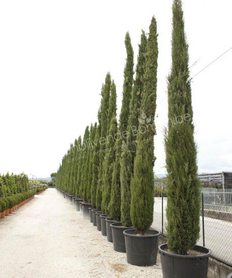 Cupressus sempervirens kopen