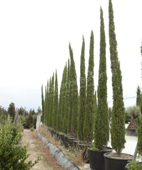 Cupressus sempervirens kopen