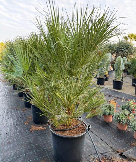 Chamaerops humilis - Europese dwergpalm kopen