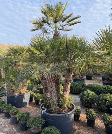 Chamaerops humilis - Europese dwergpalm meerstammig