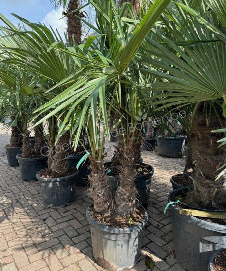 Meerstammige Palmboom 