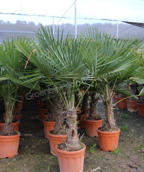 Winterharde palmboom kopen