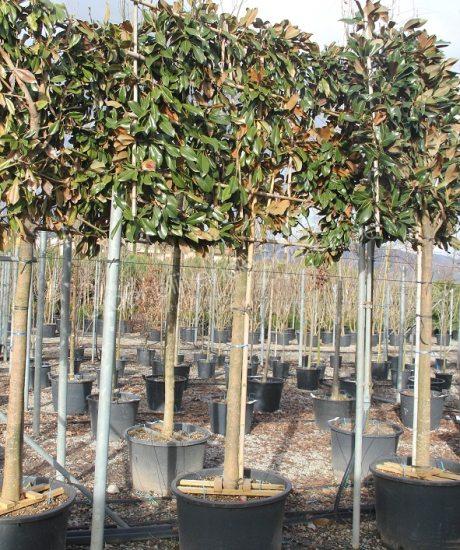 Magnolia Grandiflora Leiboom kopen