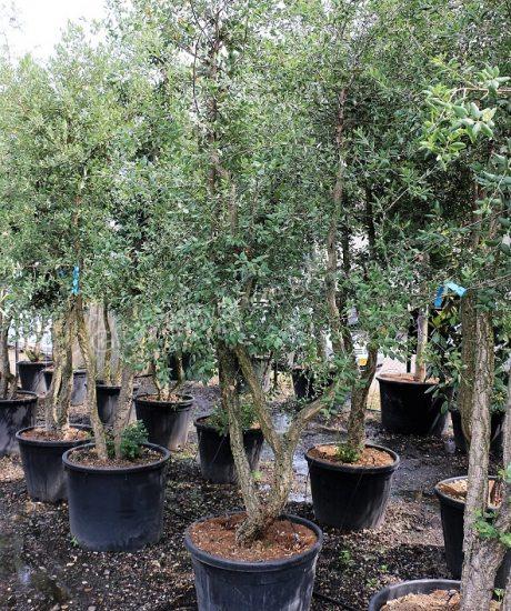 Quercus suber meerstammig kopen